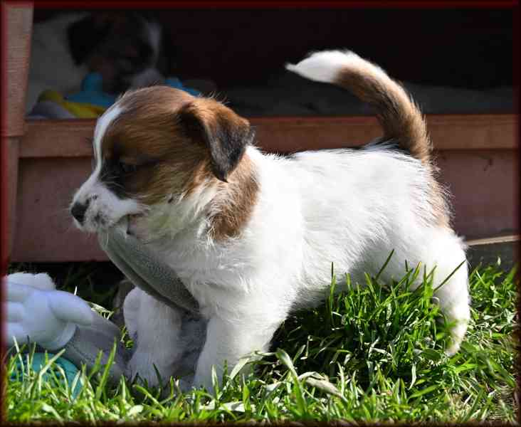 Jack Russell terier s PP - foto 5