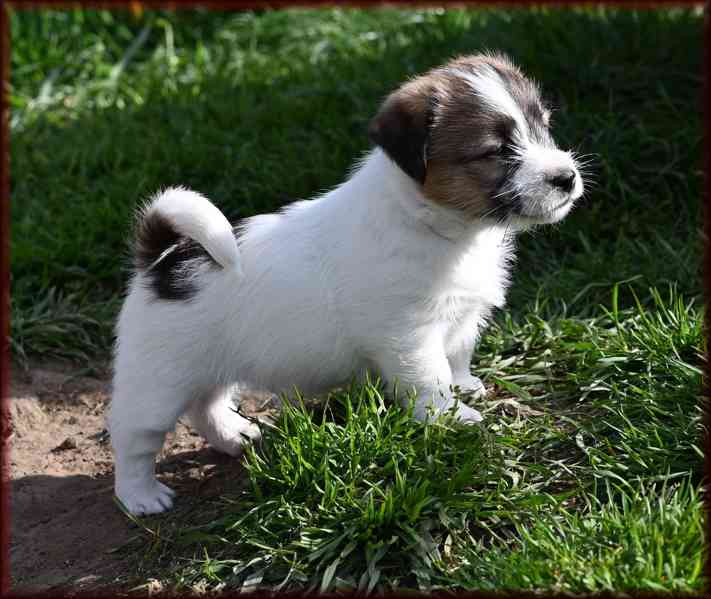 Jack Russell terier s PP - foto 4
