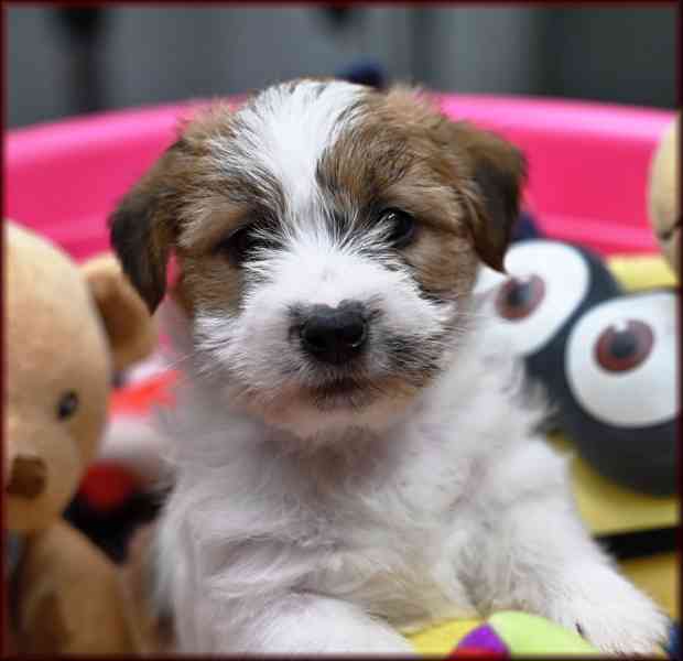 Jack Russell terier s PP - foto 8