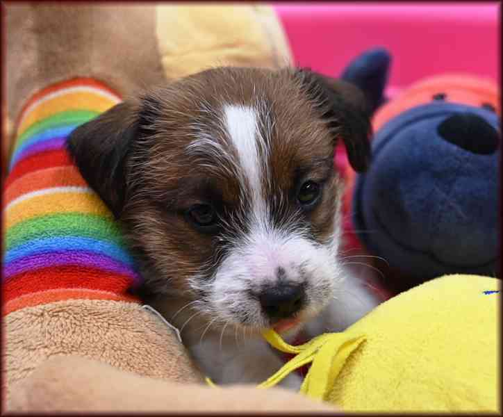 Jack Russell terier s PP - foto 2