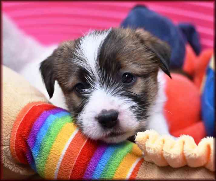 Jack Russell terier s PP - foto 1