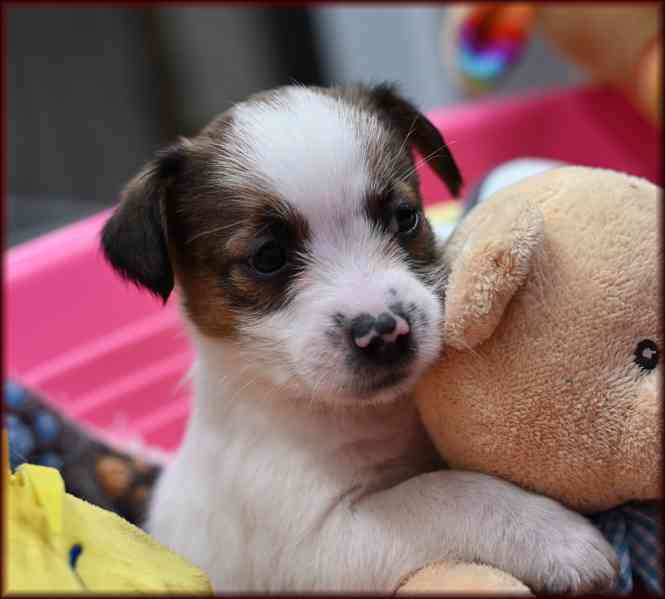 Jack Russell terier s PP - foto 7