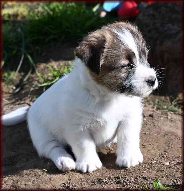 Jack Russell terier s PP - foto 3