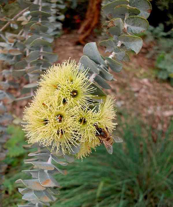 semena Eucalyptus Kruseana