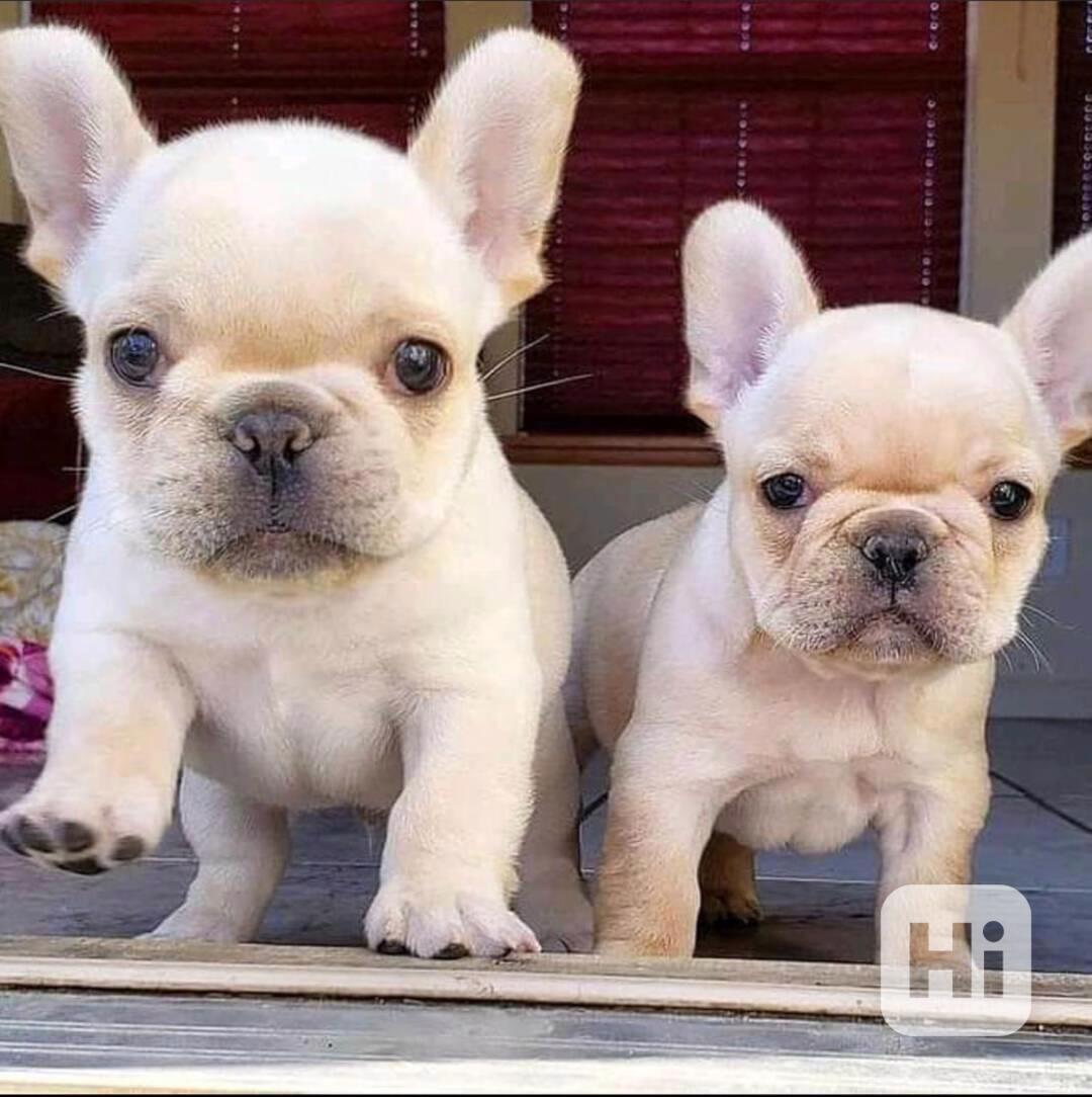 Štěňata anglického buldoka na prodej - foto 1