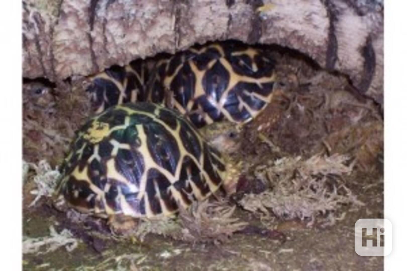 Želva na prodej za velmi přijatelnou cenu - foto 1