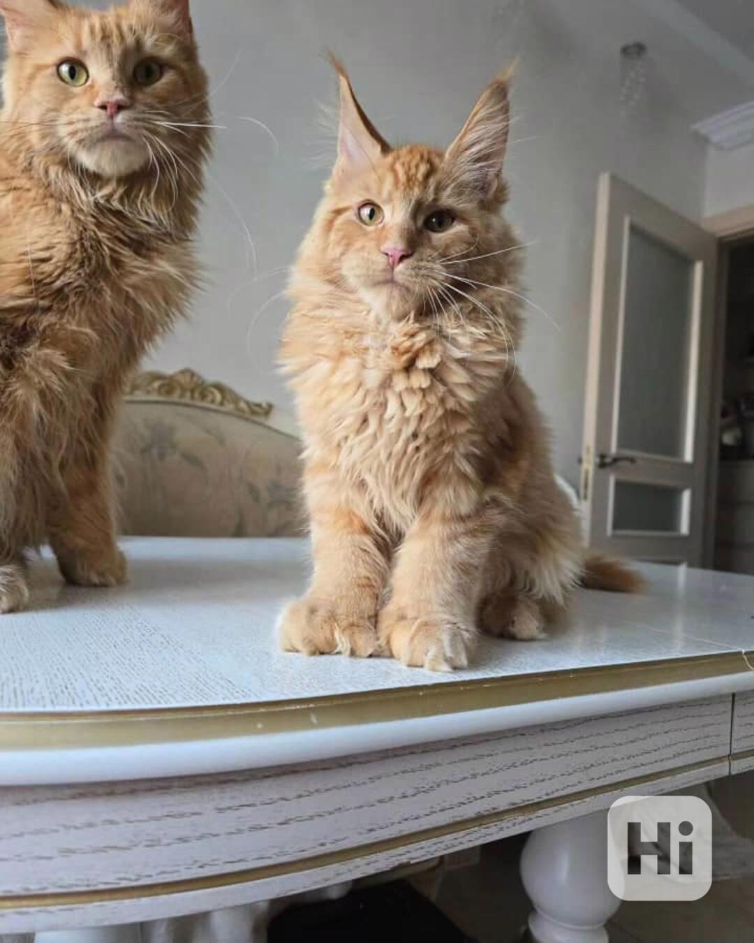 🦁 Koťátka Maine Coon k adopci - foto 1