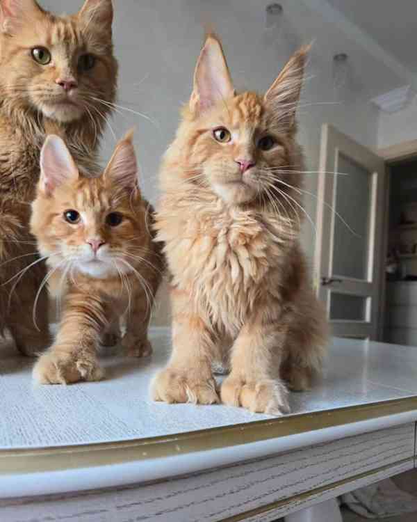 🦁 Koťátka Maine Coon k adopci - foto 2