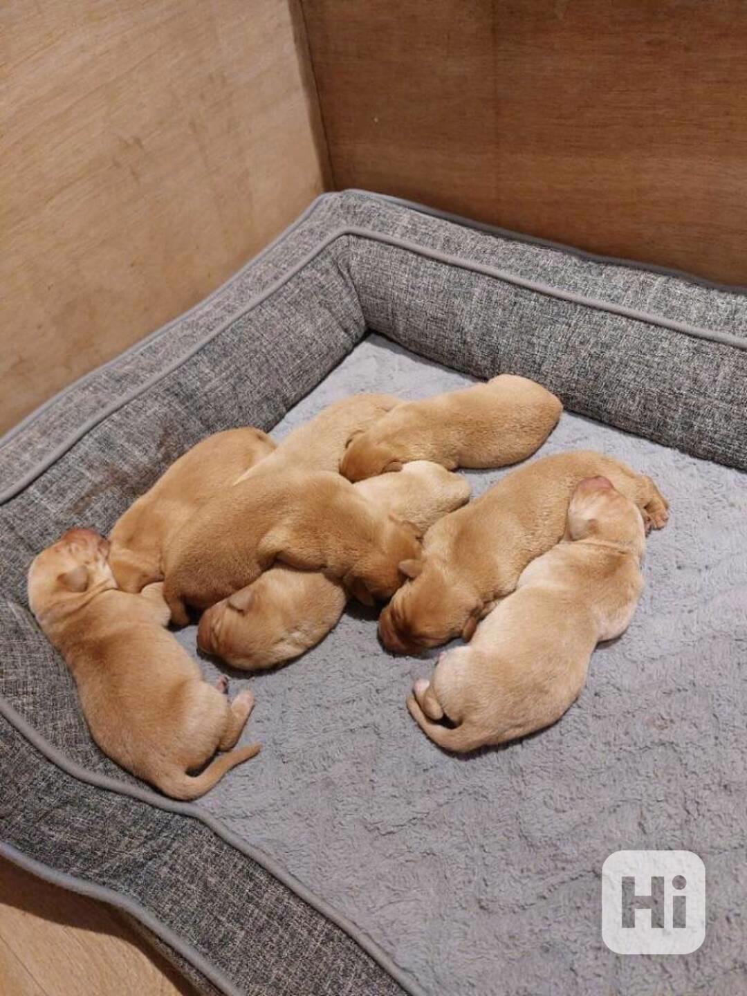 Nabízím krásná štěňata plemene Labradorský retrívr. - foto 1