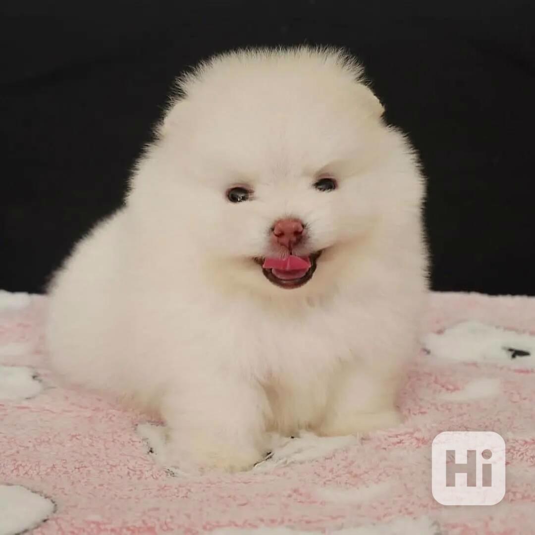 pomeranian k adopci - foto 1