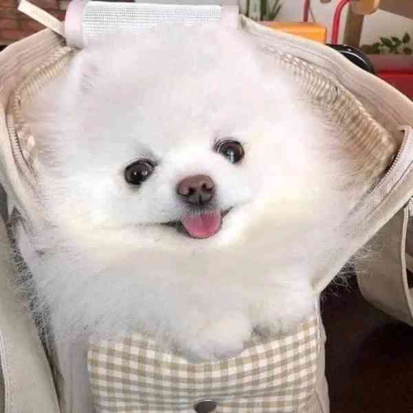 pomeranian k adopci - foto 3