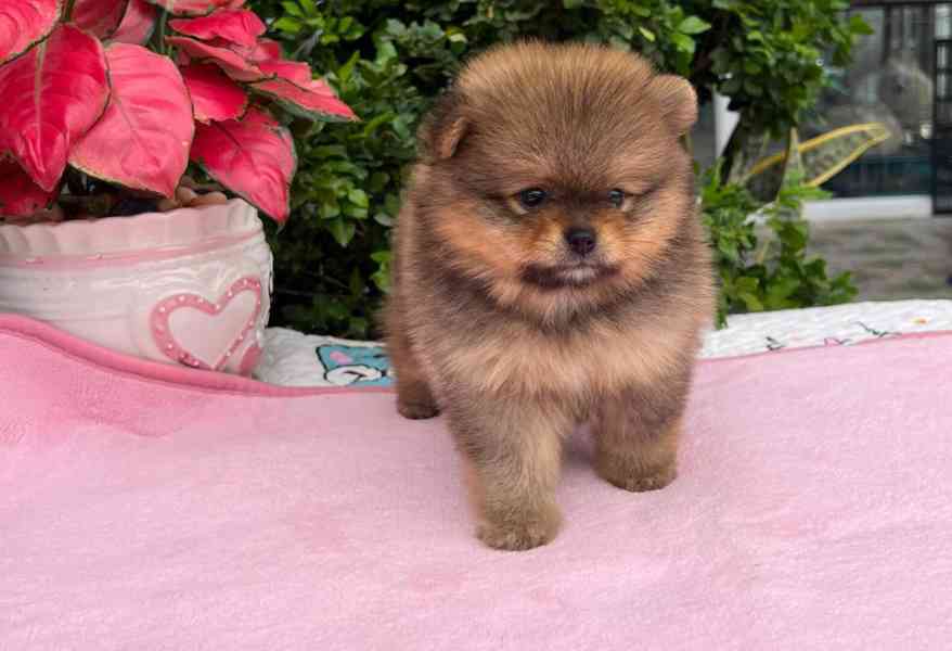 pomeranian štěňata - foto 3