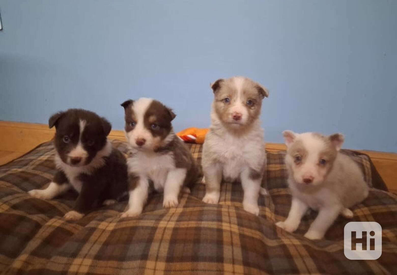 Štěňata border kolií Red + Red Merle DNA CLEAR - foto 1