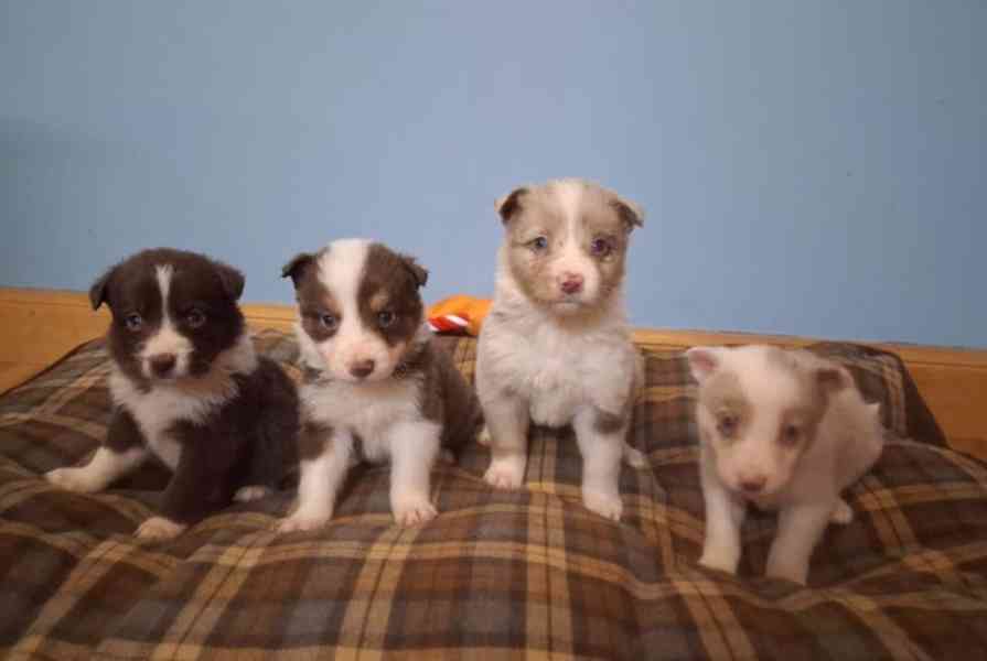 Štěňata border kolií Red + Red Merle DNA CLEAR - foto 5