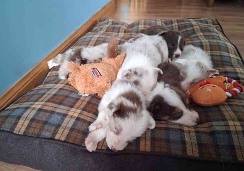 Štěňata border kolií Red + Red Merle DNA CLEAR - foto 3