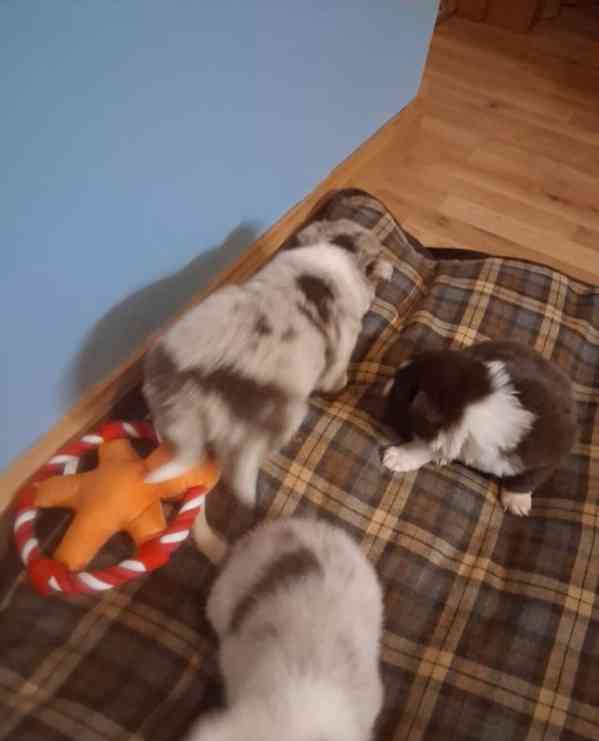 Štěňata border kolií Red + Red Merle DNA CLEAR - foto 6