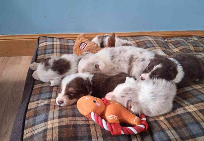 Štěňata border kolií Red + Red Merle DNA CLEAR - foto 2