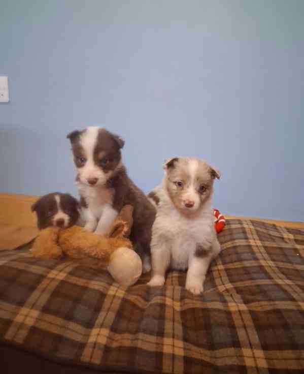 Štěňata border kolií Red + Red Merle DNA CLEAR - foto 8