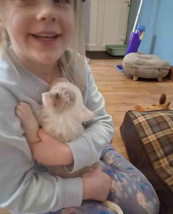 Štěňata border kolií Red + Red Merle DNA CLEAR - foto 4