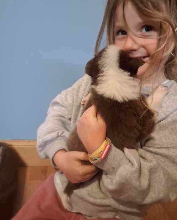 Štěňata border kolií Red + Red Merle DNA CLEAR - foto 7