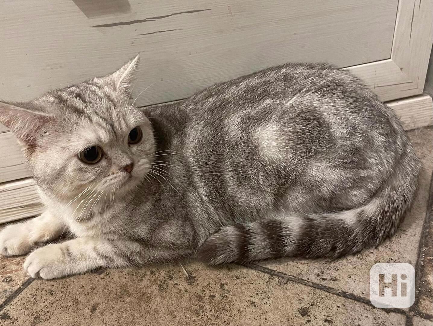 Britské koťátko - foto 1