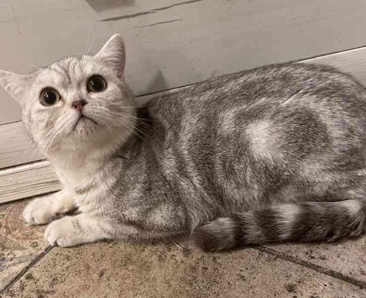 Britské koťátko - foto 2