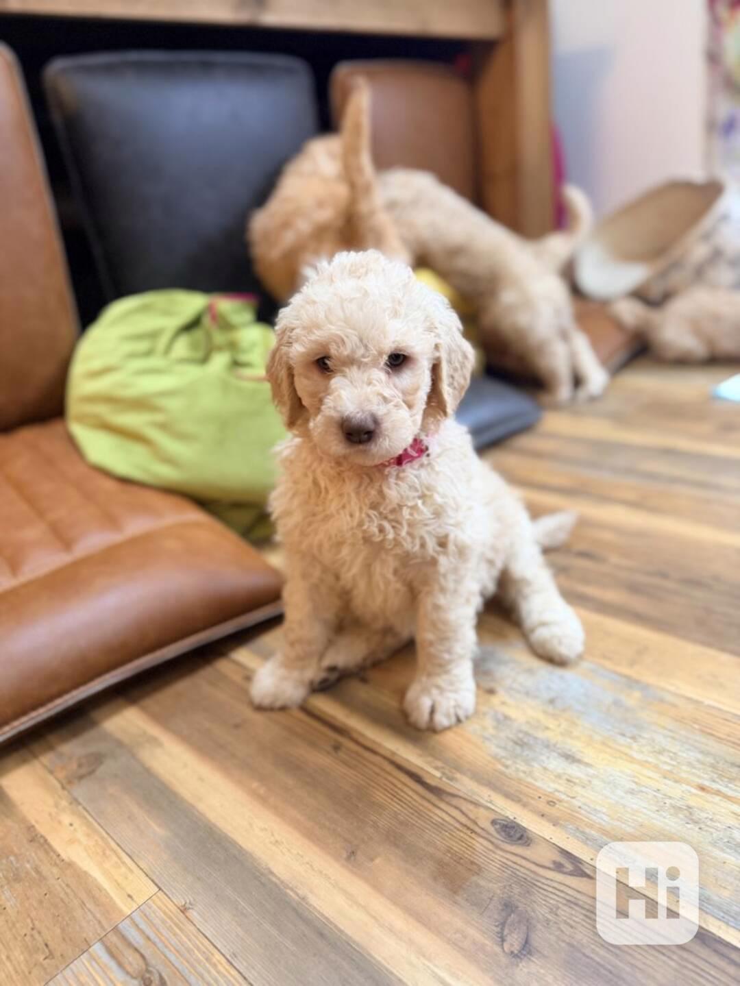 Štěňata labradoodla červené barvy F1BB - foto 1