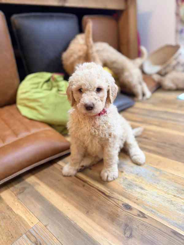 Štěňata labradoodla červené barvy F1BB - foto 1