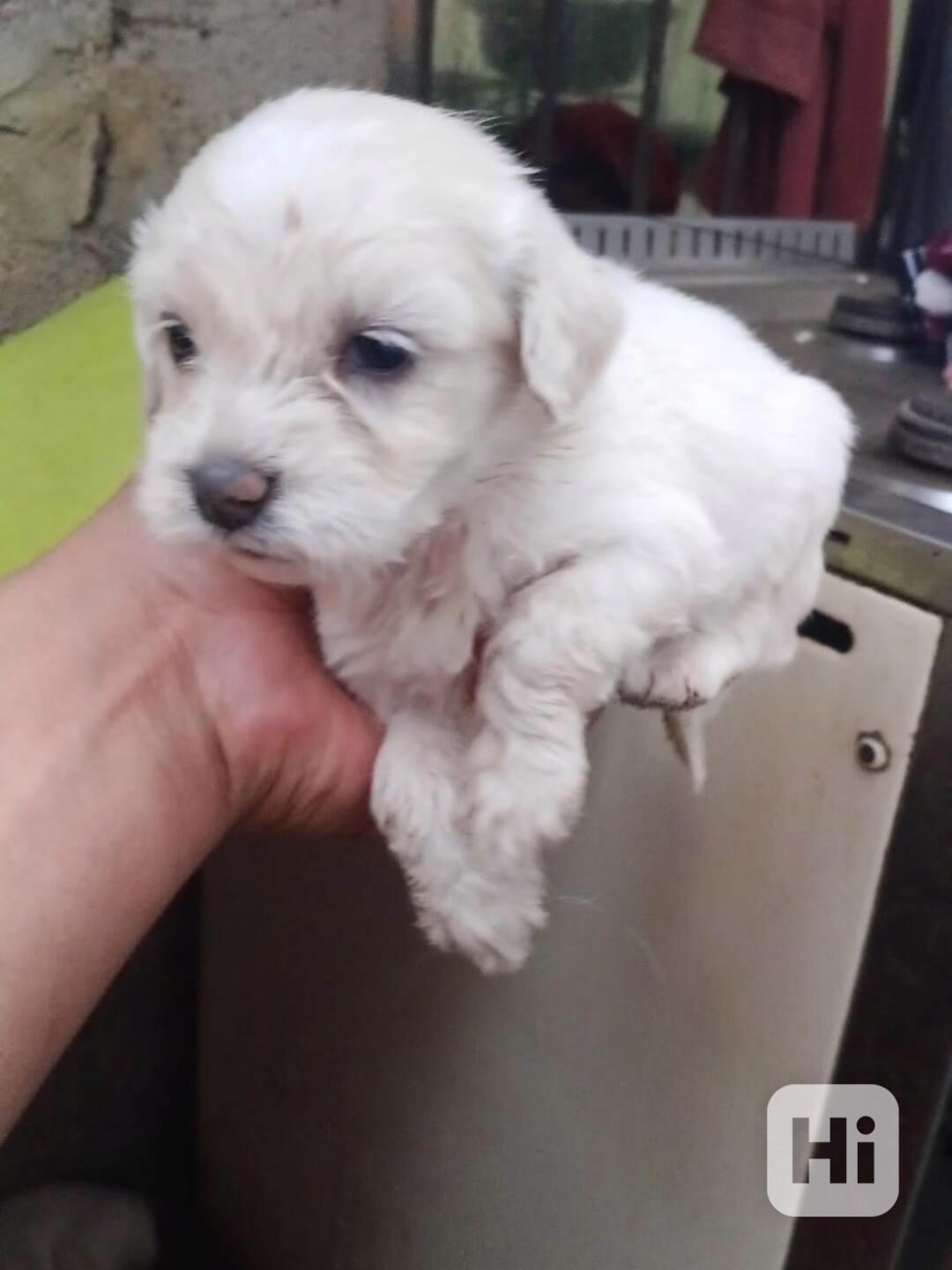 Poodle  - foto 1