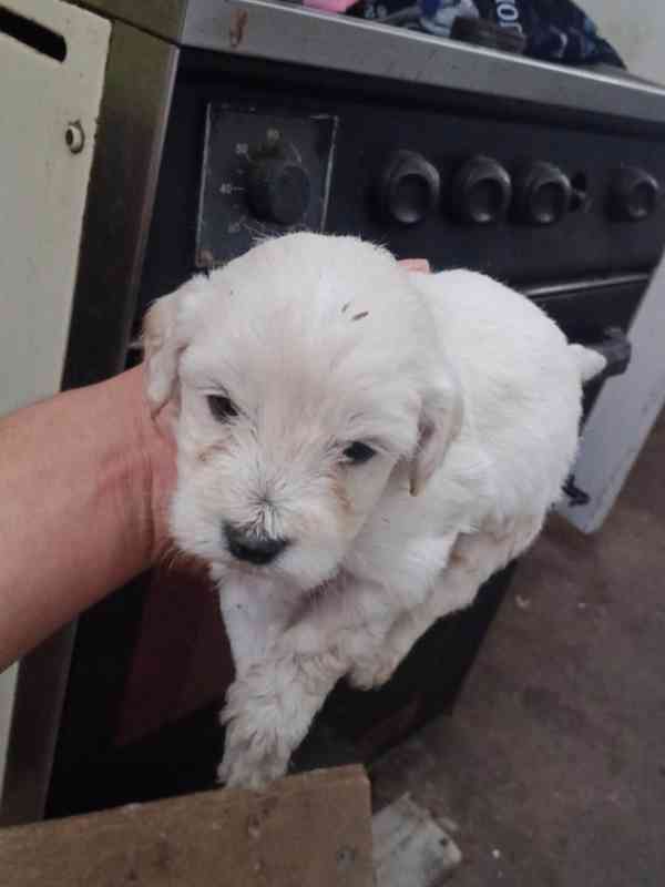 Poodle  - foto 3