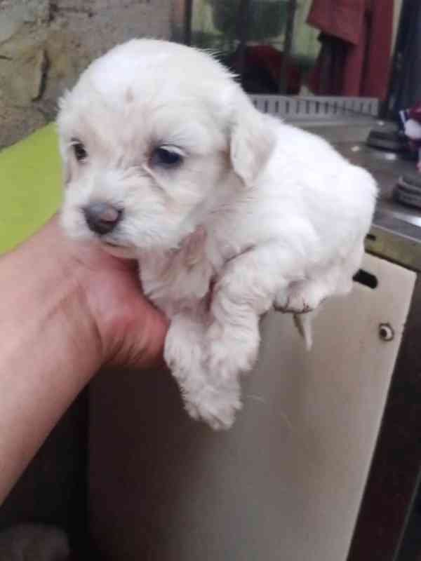 Poodle  - foto 1