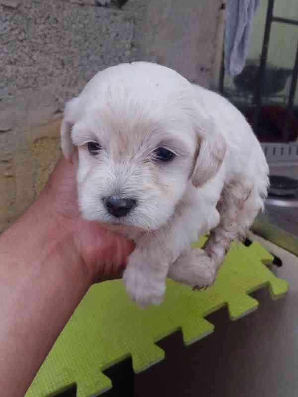 Poodle  - foto 2