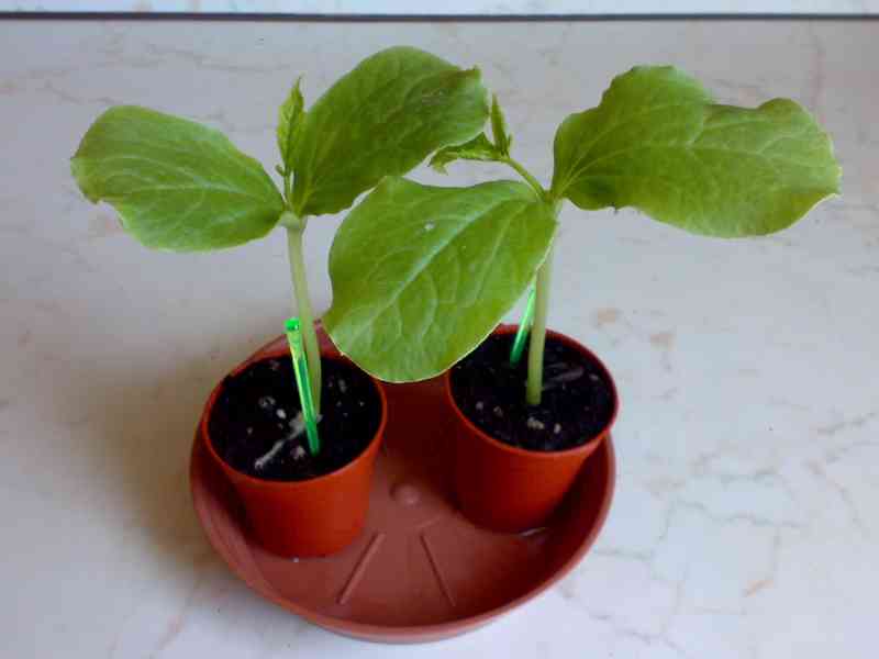 Ačokča gigantická - Cyclanthera pedata - sazenice - foto 6