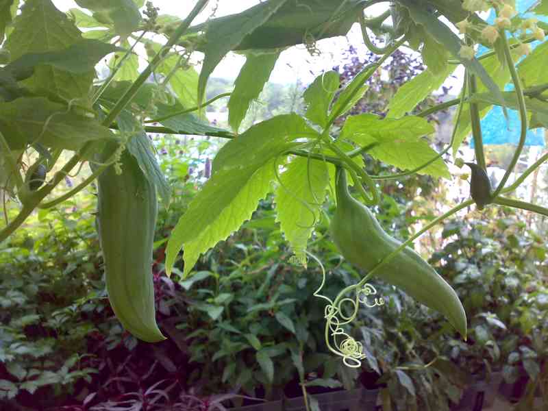 Ačokča gigantická - Cyclanthera pedata - sazenice - foto 1