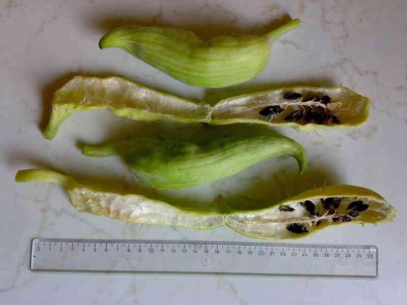 Ačokča gigantická - Cyclanthera pedata - sazenice - foto 2