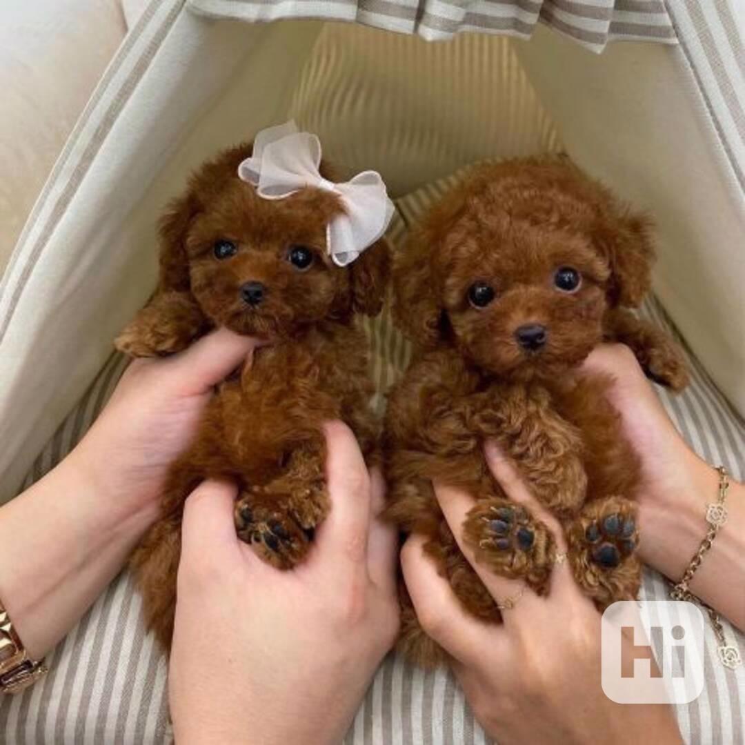 okouzlující štěně pudla - foto 1