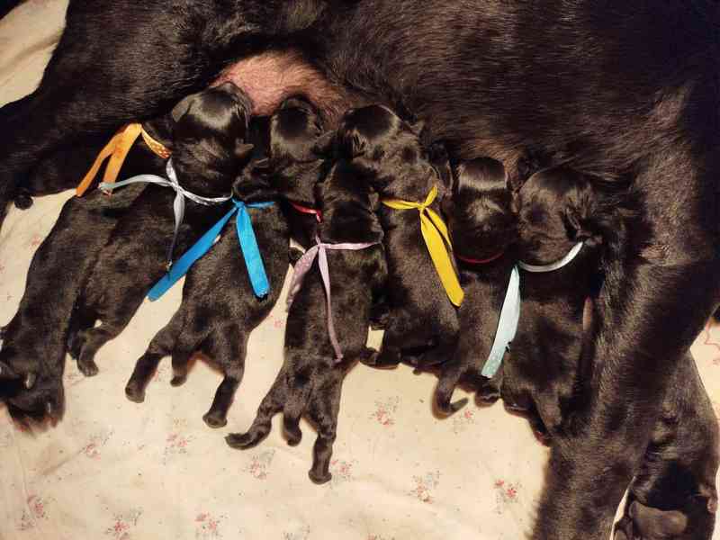 Labradorský retrívr- černá šťěňátka s PP - foto 4