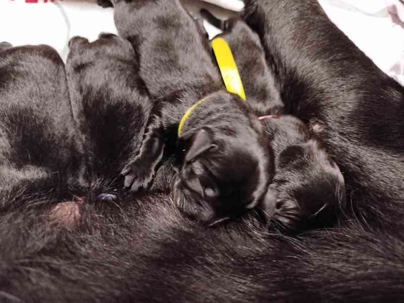 Labradorský retrívr- černá šťěňátka s PP - foto 3