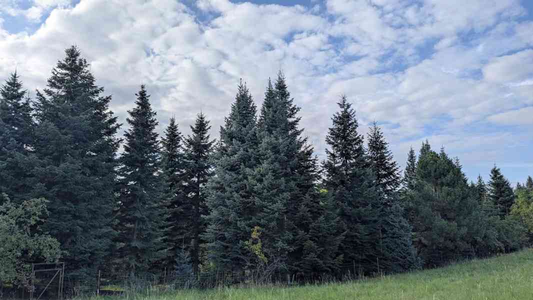 Jedlová chvoj na dušičkovou vazbu - foto 5
