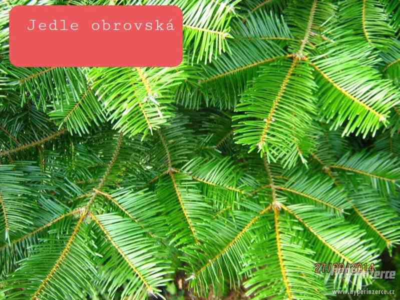 Jedlová chvoj na dušičkovou vazbu - foto 2