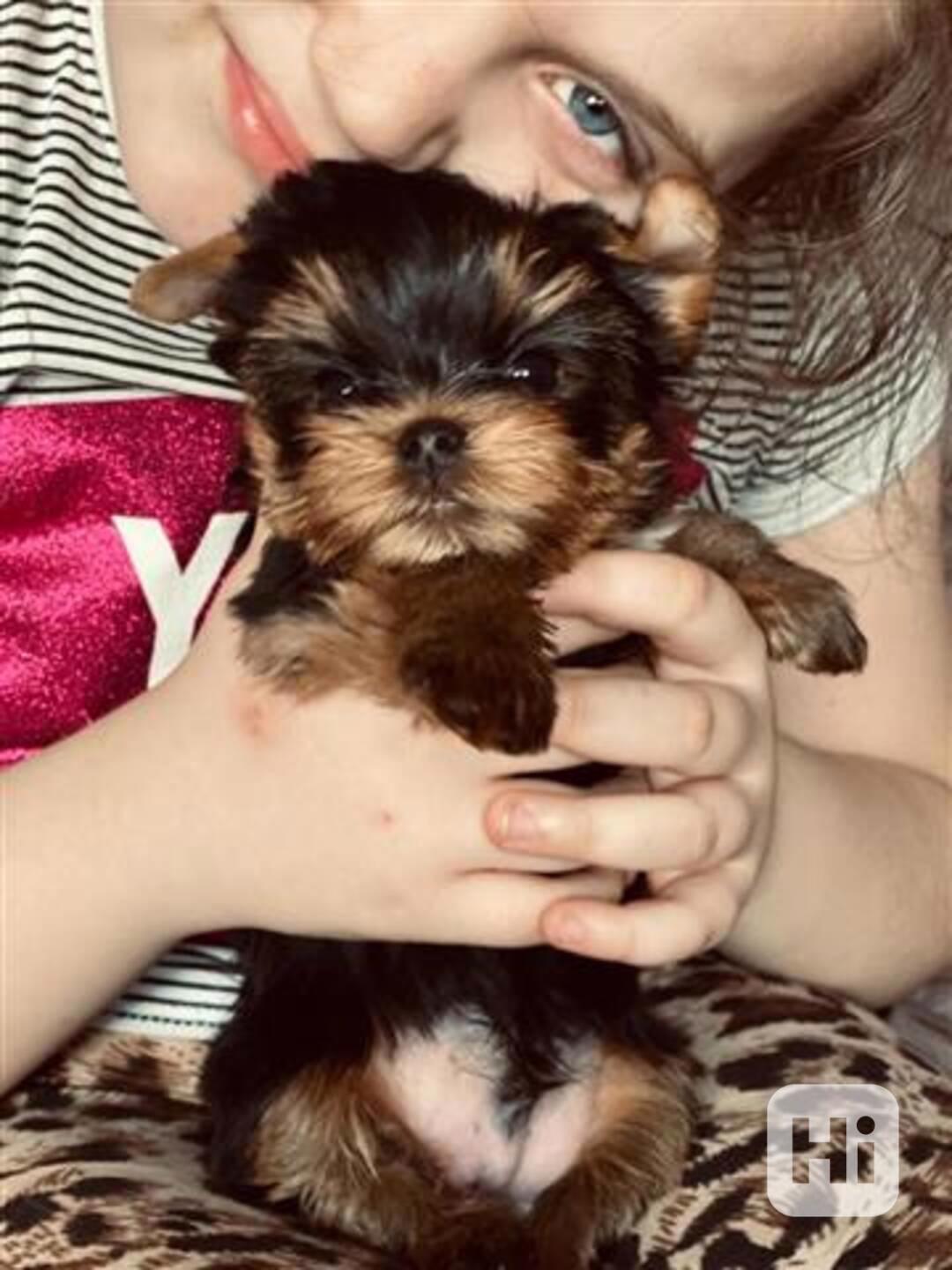  ✅🐶Pěkná malá štěňátka jorkšírského teriéra pro vás💗💕 - foto 1