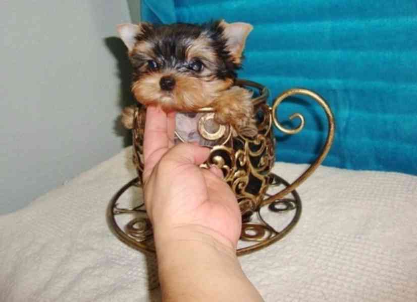  ✅🐶Pěkná malá štěňátka jorkšírského teriéra pro vás💗💕 - foto 3