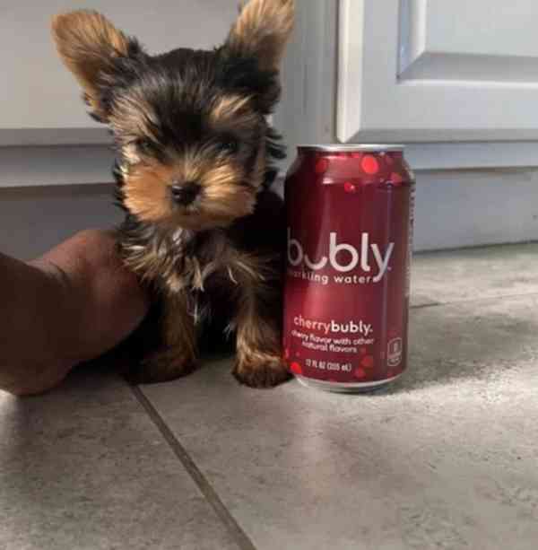  ✅🐶Pěkná malá štěňátka jorkšírského teriéra pro vás💗💕 - foto 6