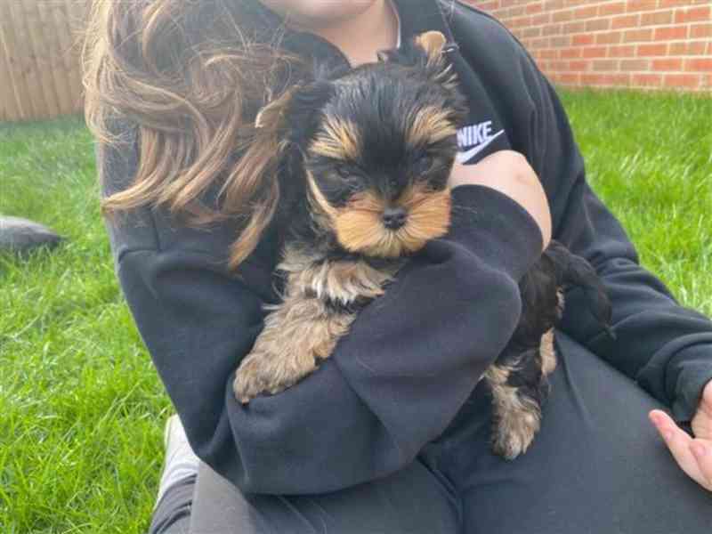  ✅🐶Pěkná malá štěňátka jorkšírského teriéra pro vás💗💕 - foto 4