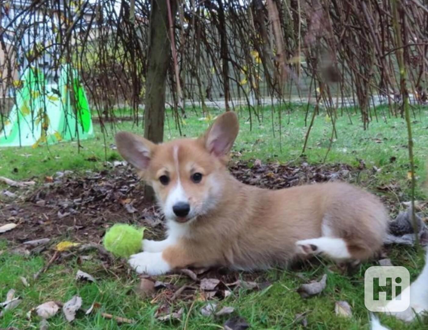 Štěňata Pembroke Welsh Corgi - foto 1