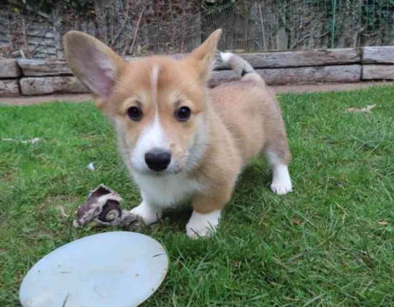 Štěňata Pembroke Welsh Corgi - foto 4