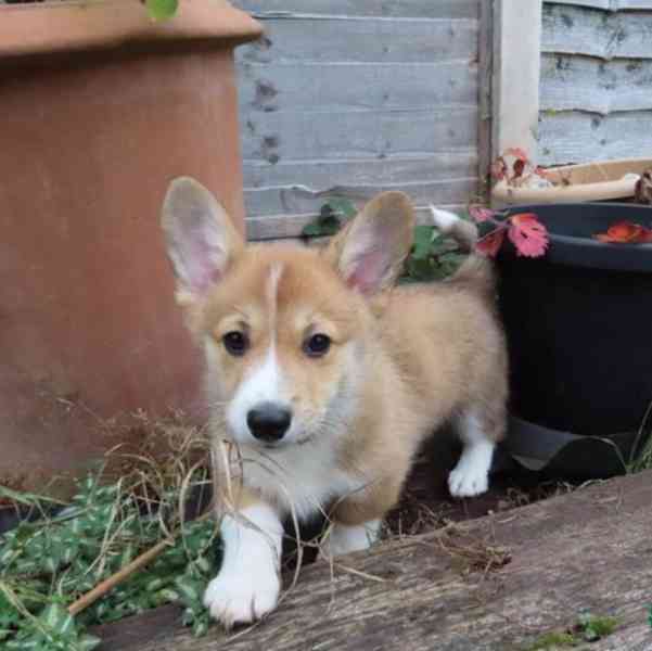 Štěňata Pembroke Welsh Corgi - foto 6