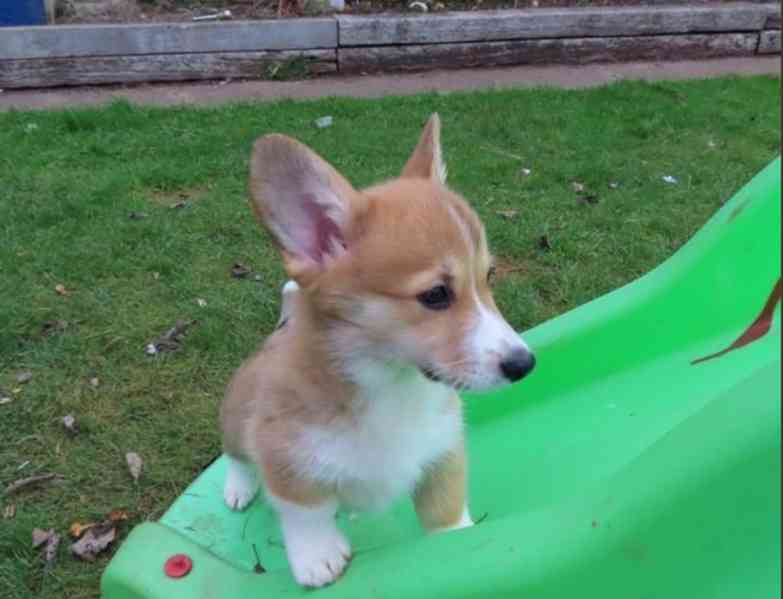 Štěňata Pembroke Welsh Corgi - foto 2