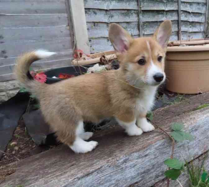 Štěňata Pembroke Welsh Corgi - foto 5