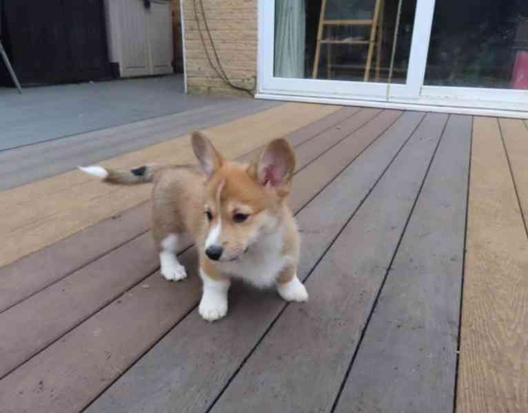 Štěňata Pembroke Welsh Corgi - foto 3